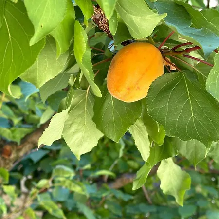 Albicocca 팔코나라마리티마